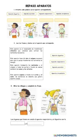 Sistema digestivo y respiratorio