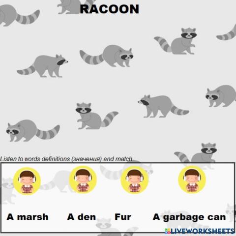 Racoons