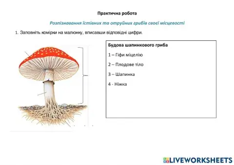 Практична Гриби
