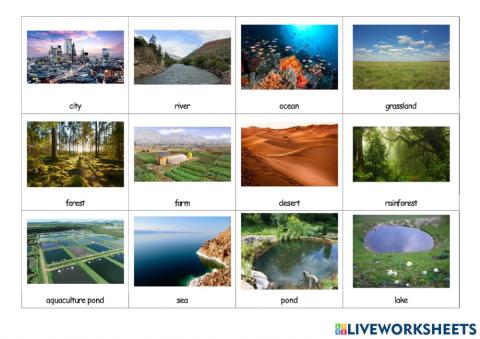 Types of ecosystems. Photos.