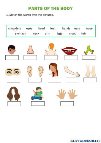 Body parts