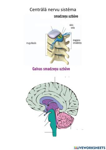 Centrālās nervu sistēmas uzbūve