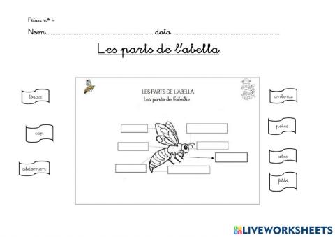 Parts de l'abella