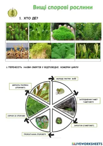 Вищі спорові