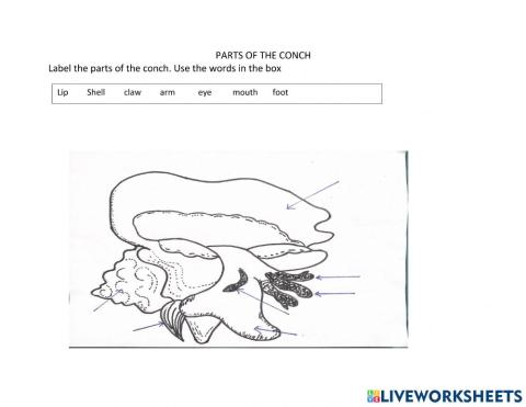 Parts of the conch