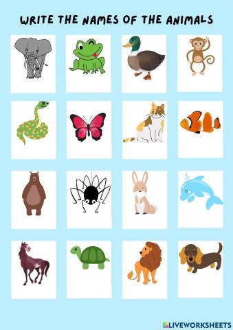 Animals Vocabulary