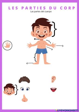 Les parties du corp