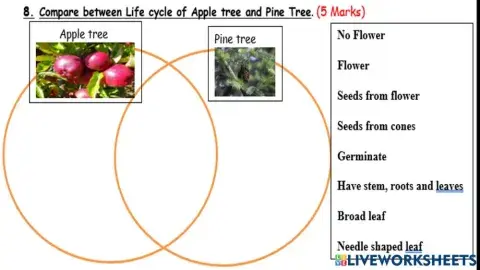 Compare flowering plant and pine tree.