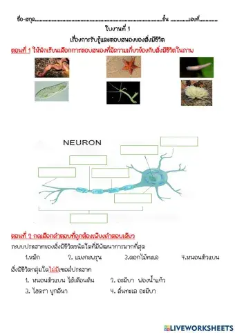 การรับรู้และตอบสนอง