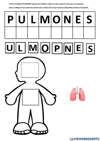 Sistema respiratorio