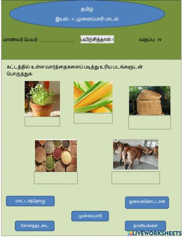 முளைப்பாரி
