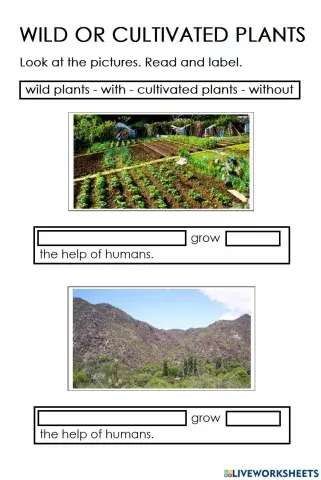 Wild or Cultivated plants?