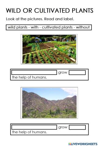 Wild or Cultivated plants?