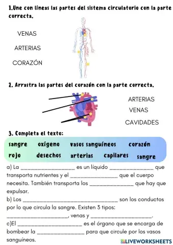 Sistema circulatorio