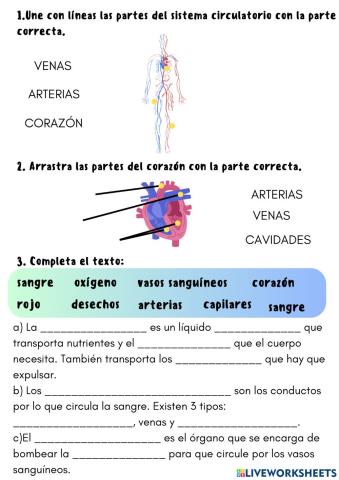 Sistema circulatorio