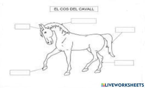 Caballos