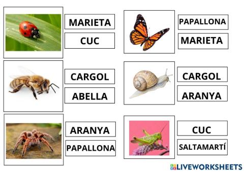 Noms d'insectes