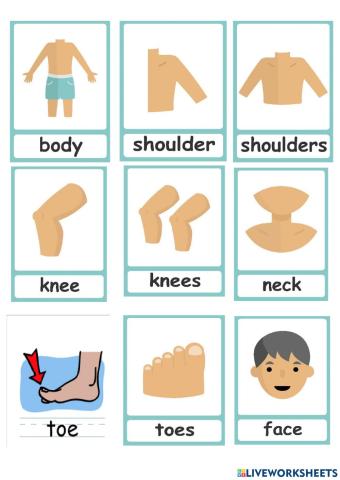 The body and face - lesson