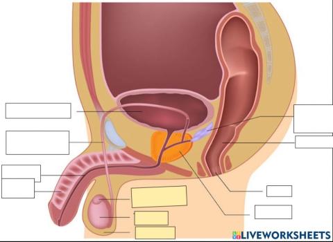 Male-reproductive-system-diagram