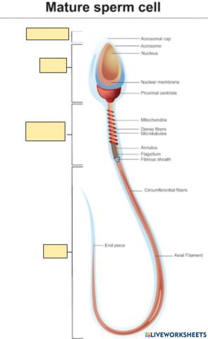 Sperm Diagram