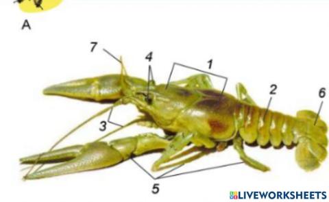 Будова рака