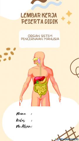 Sistem Pencernaan Manusia