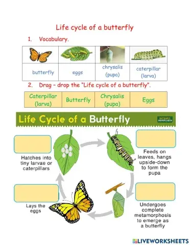 Life cycle of a butterfly
