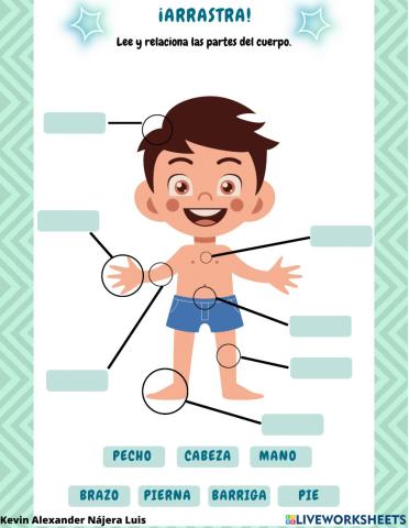 Las partes del cuerpo humano