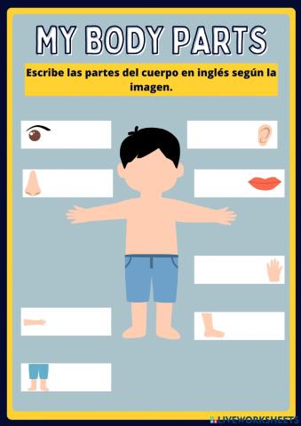 Partes del cuerpo en inglés