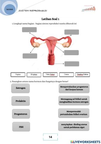 Sistem Reproduksi Wanita