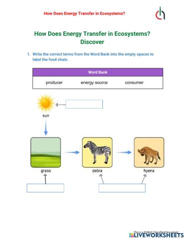 How Does Energy Transfer in Ecosystem