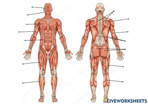Músculos do corpo