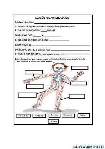 Sistema óseo y muscular