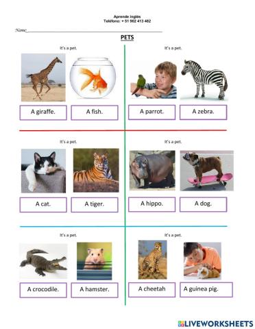 Pets 1º - 11