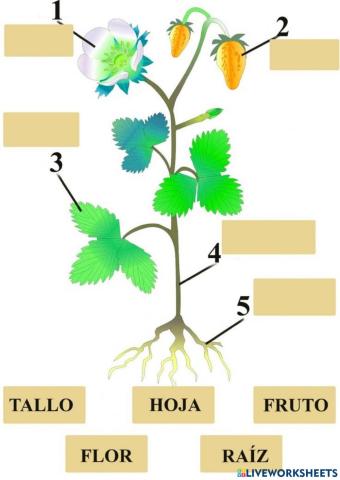 Partes de una planta
