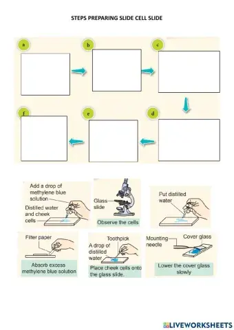 Preparing Cheek Slide