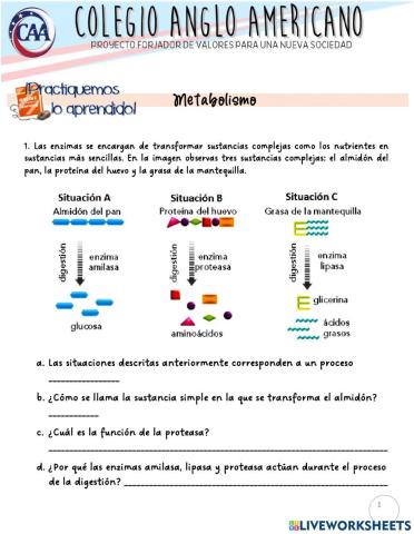 Actividad Evaluativa Metabolismo