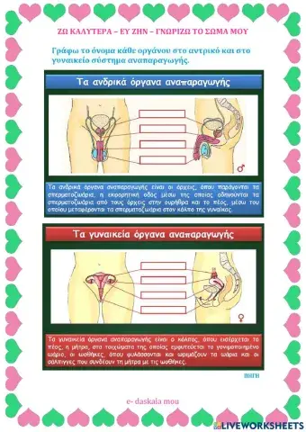 Το ανθρώπινο αναπαραγωγικό σύστημα