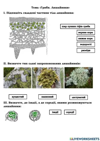 Гриби, лишайники