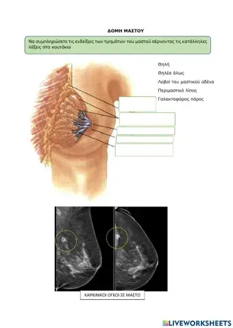 ΔΟΜΗ ΜΑΣΤΟΥ