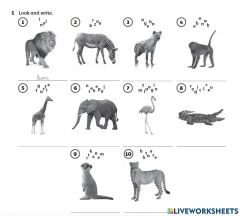 Wild animals- 5é open up