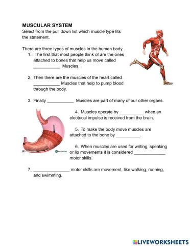 Muscle System Information