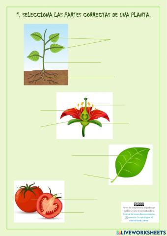 Partes de una planta, flor y hoja