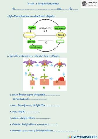 Life cycle of flowering plant