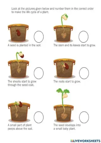 Life cycle of a Plant