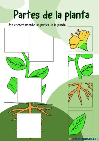 Partes de la planta