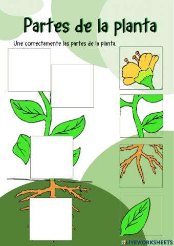 Partes de la planta