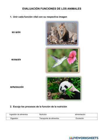 Funciones vitales de los animales.