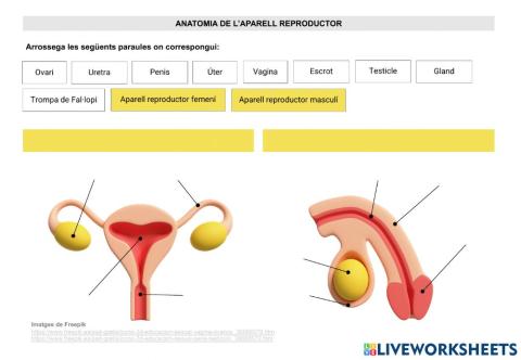 Anatomia de l'aparell reproductor humà