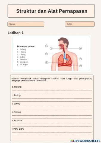 Struktur dan Alat Pernapasan